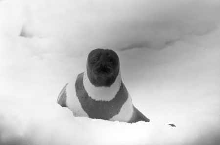 Photo of a Ringed Seal