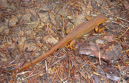 Photo of a Roughskin Newt