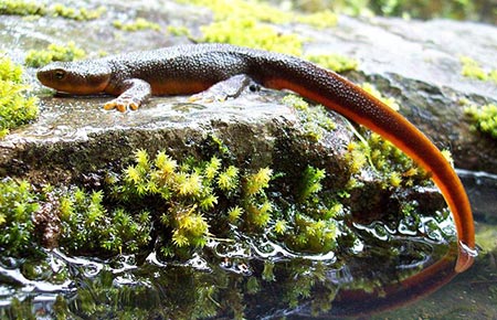 Photo of a Roughskin Newt