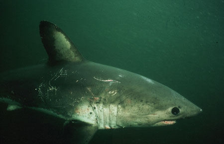 Photo of a Salmon Shark