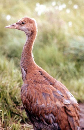 Photo of a Sandhill Crane