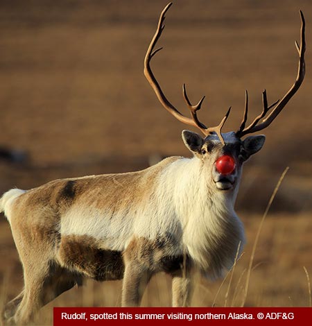 Photo of a Santa's Reindeer