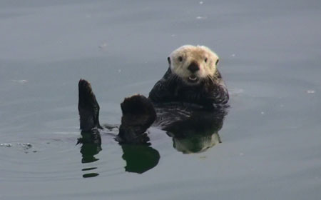 Photo of a Northern Sea Otter