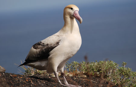 Photo of a Short-tailed Albatross