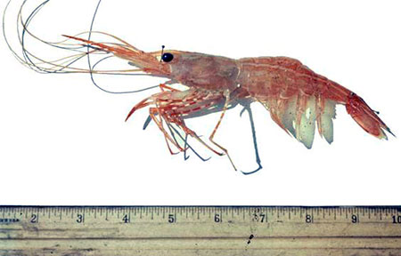 Photo of a Sidestriped Shrimp