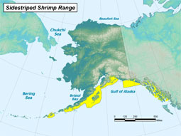 Sidestriped Shrimp range map
