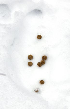 Image of Snowshoe Hare scat