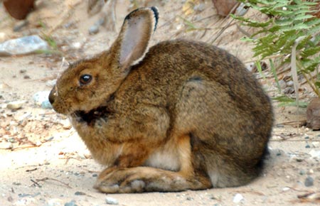 Photo of a Snowshoe Hare