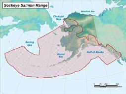 Sockeye Salmon range map