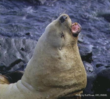 Photo of a Steller Sea Lion