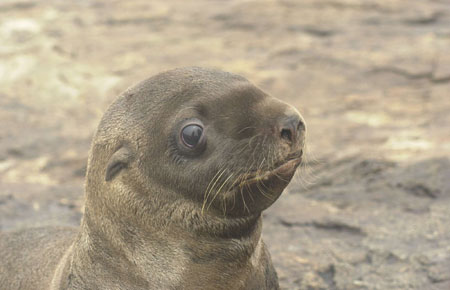 Photo of a Steller Sea Lion