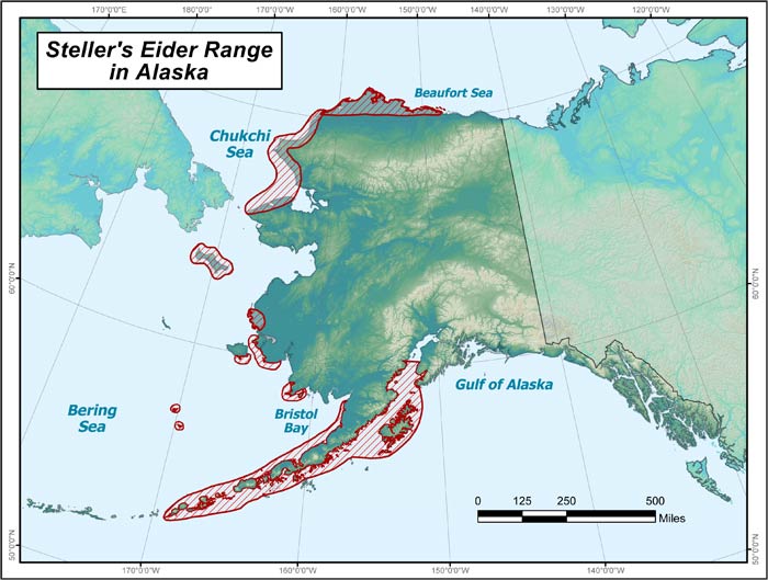 Range map of Steller's Eider in Alaska