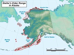 Steller's Eider range map
