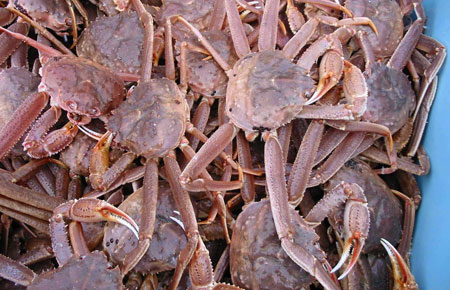 Photo of a Tanner Crab