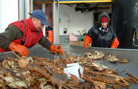 Photo of a Tanner Crab