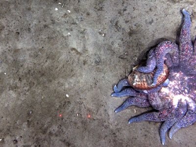 Photo of a Weathervane Scallop