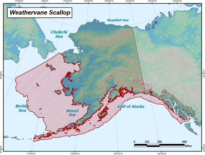 Range map of Weathervane Scallop in Alaska