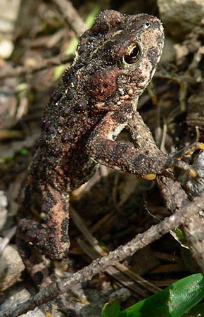 Photo of a Western Toad