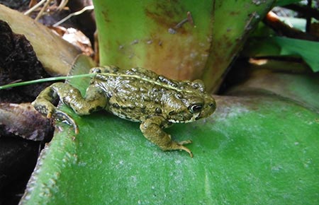 Photo of a Western Toad