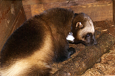 Photo of a collared wolverine
