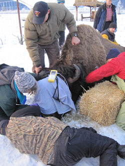 Photo of a Wood Bison