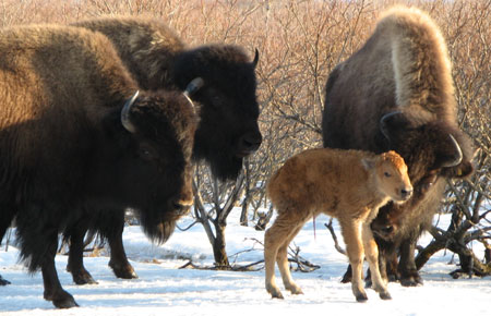 Image Result For Bison Image Result For Bison