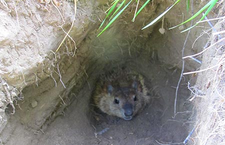 Photo of a Woodchuck in its den