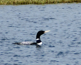 Photo of a Yellow-billed Loon