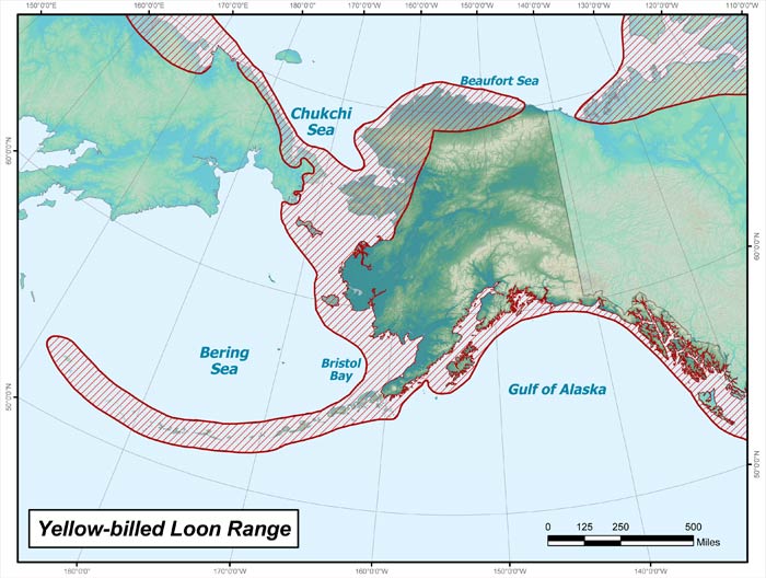Range map of Yellow-billed Loon in Alaska