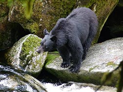 Bear at Anan Creek.