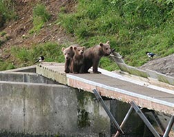 Cubs at Frazer Weir