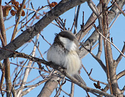 gray-headed chickadee