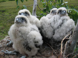 Photo of gyrfalcon chicks