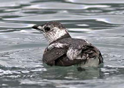 Photo of a Kittlitz's Murrelet