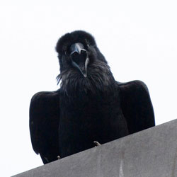 Photo of a raven