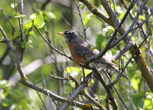 Photo of a robin