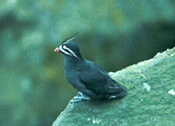 Whiskered auklet