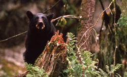 Alarmed black bear