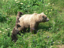 Momma bear and two cubs