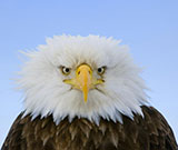 Eagle (courtesy Mark Emery)