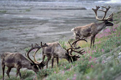 Photo of caribou