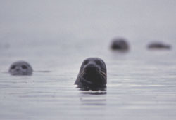 Harbor seal poking its head out of the water