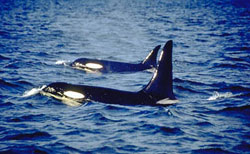 Two killer whales swimming