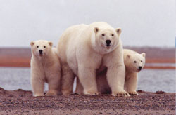 Polar bear and two cubs