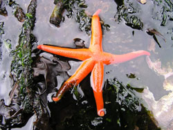 Orange starfish in tidepool