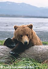 photo of a bear