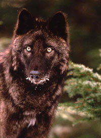 Photo of a gray wolf