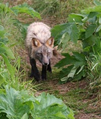 Fox walking on trail