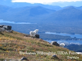 photo of Ketchikan area wildlife