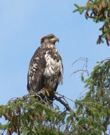 photo of Eagle's Roose Park area wildlife